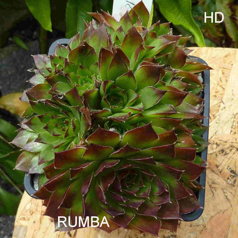 Rumba / Jovi