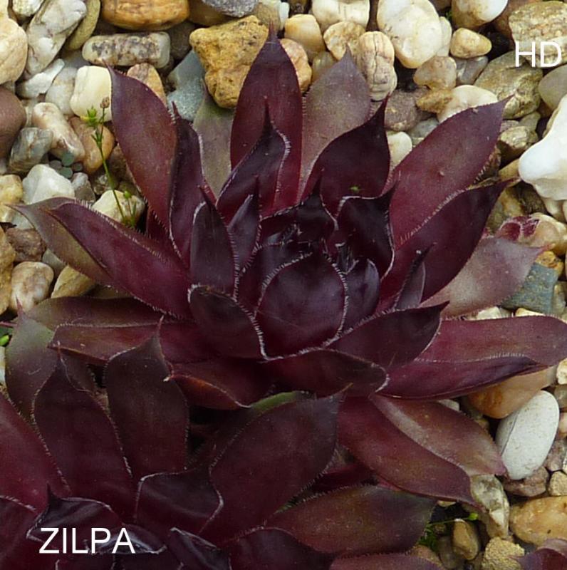 Zilpa