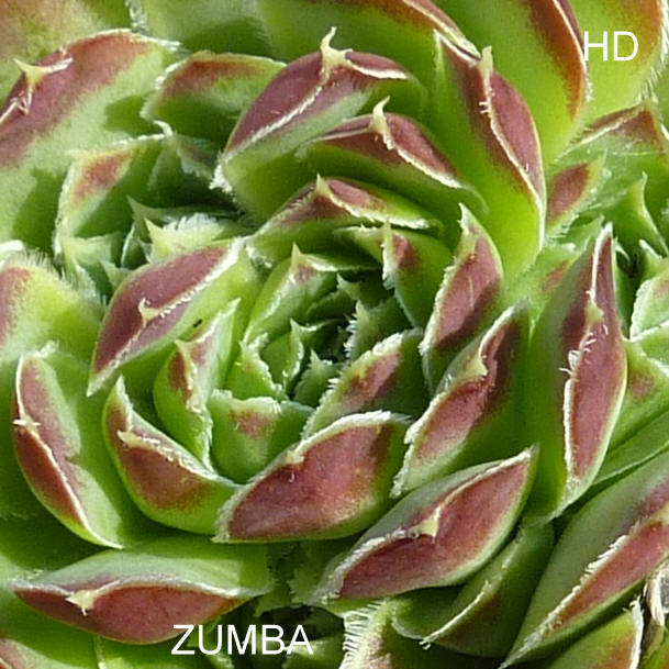 Zumba / Jovi