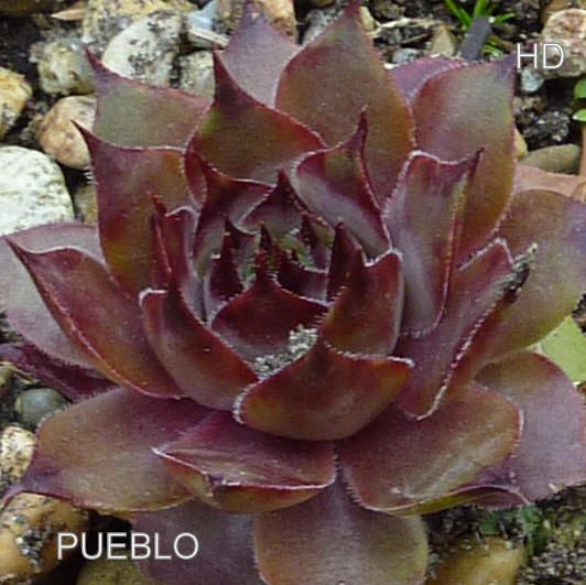 Pueblo