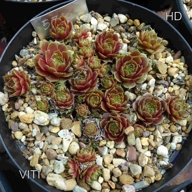 Viti