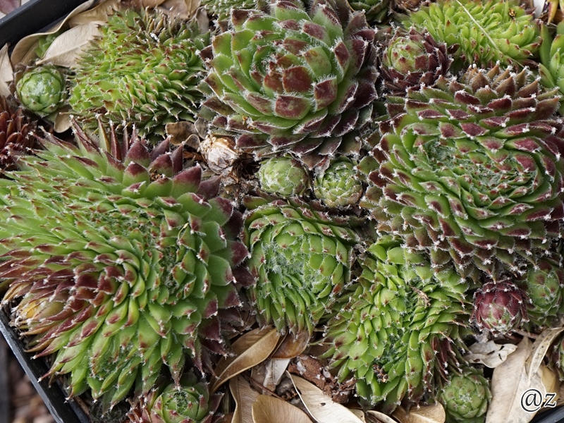 Pfälzer Igel