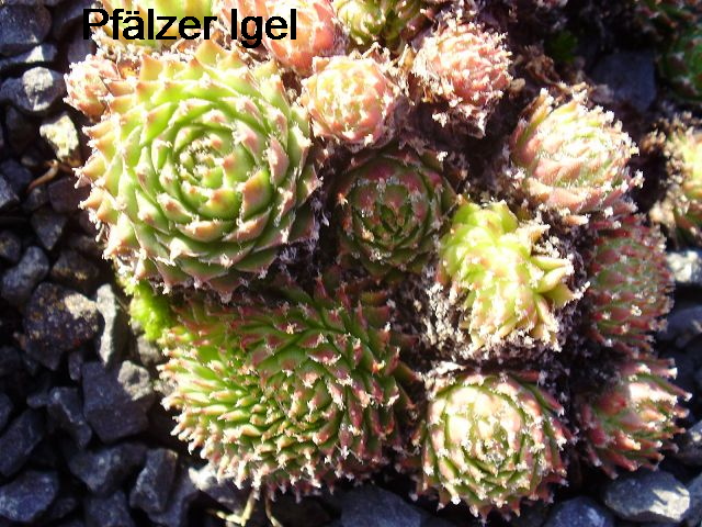 Pfälzer Igel