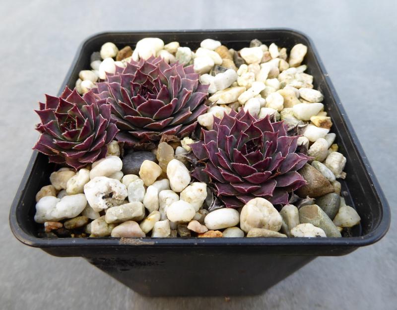 Pfälzer Lilac