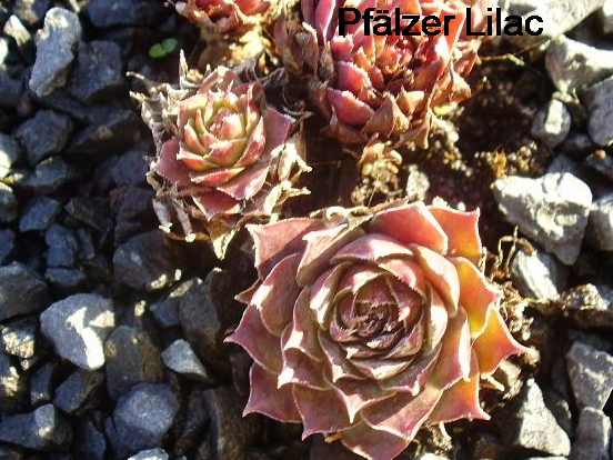 Pfälzer Lilac