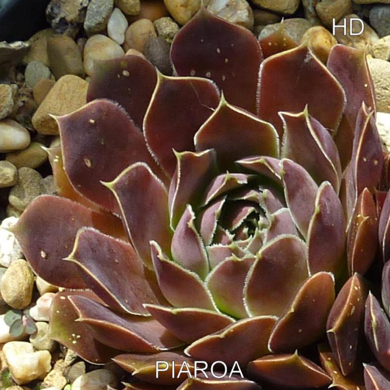 Piaroa / Jovi