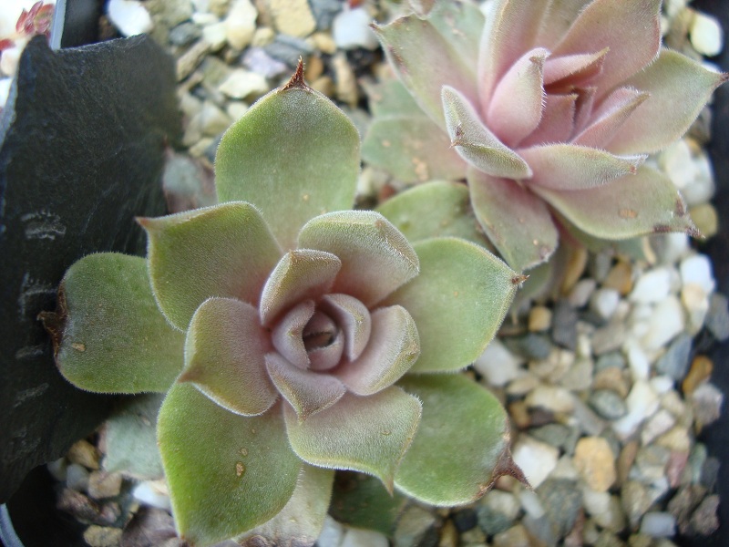 Pilti