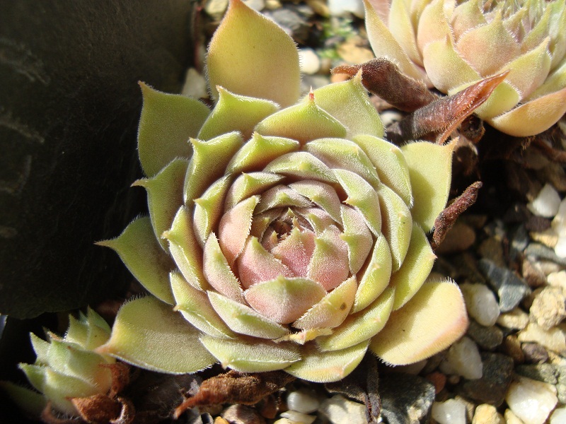 Pilti