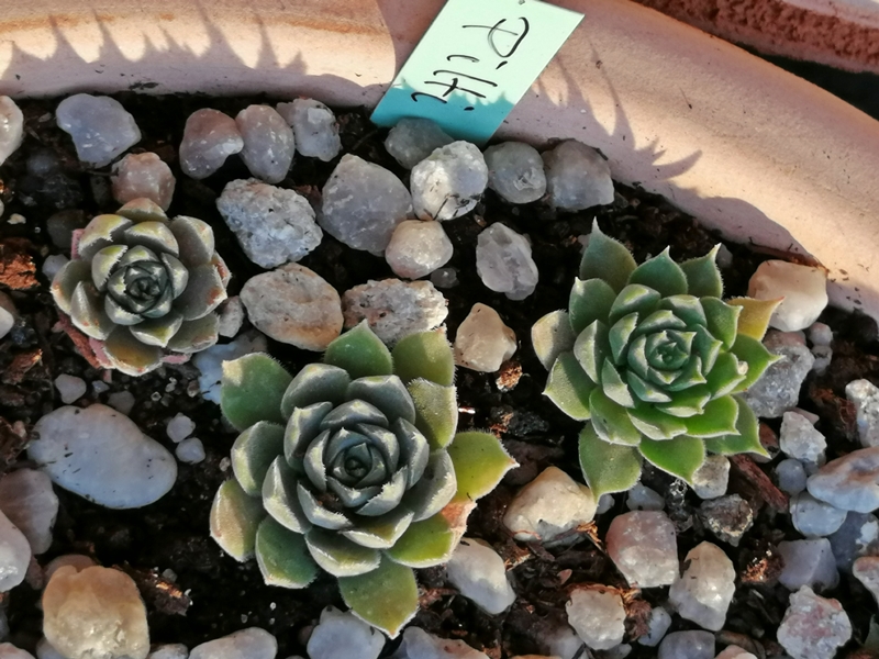 Pilti