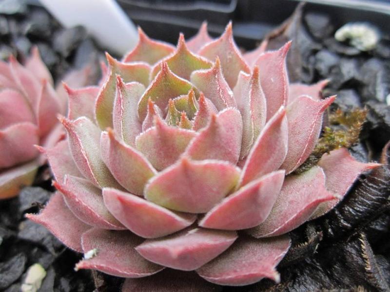 Pilti