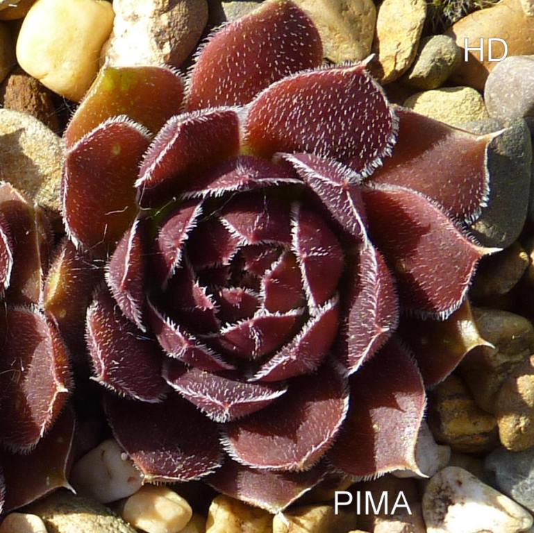 Pima / Jovi