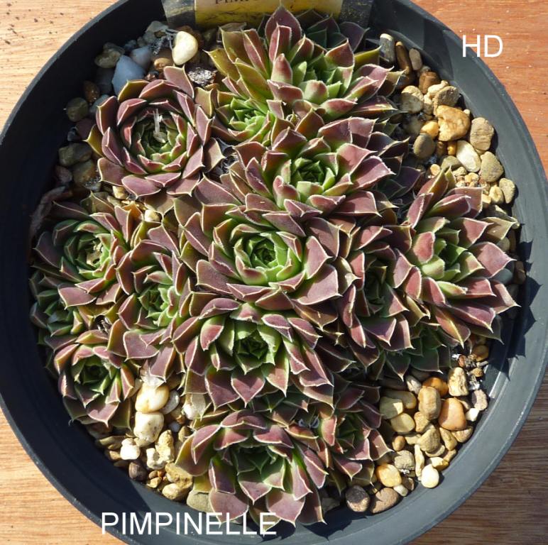 Pimpinelle / Jovi