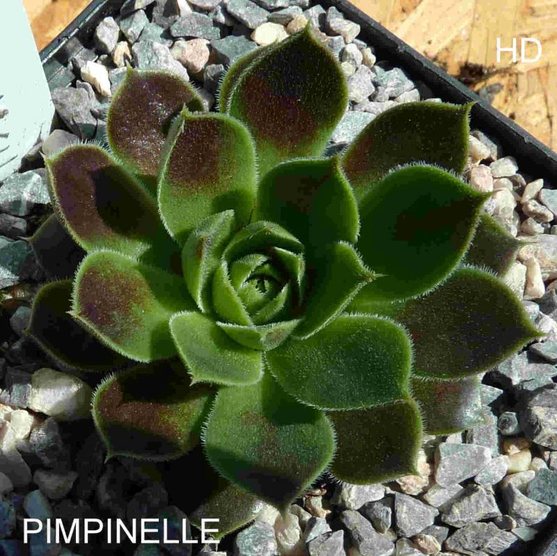 Pimpinelle / Jovi