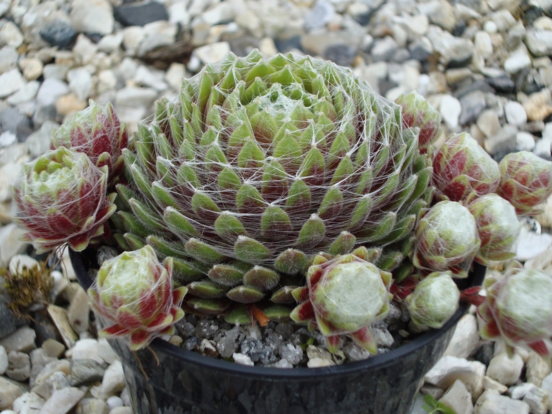Pin Cushion