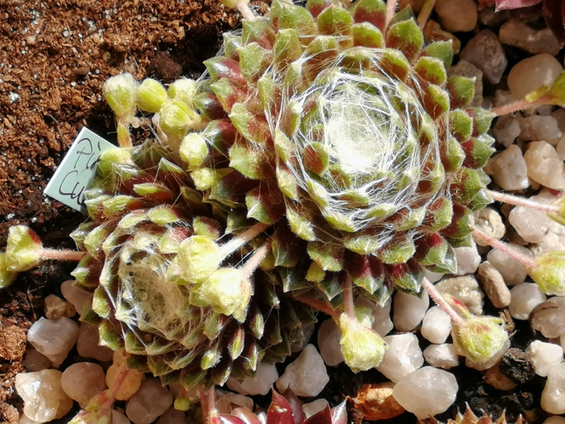 Pin Cushion