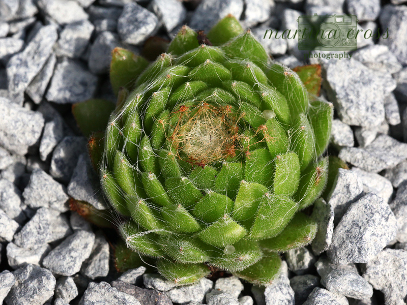 Pin Cushion