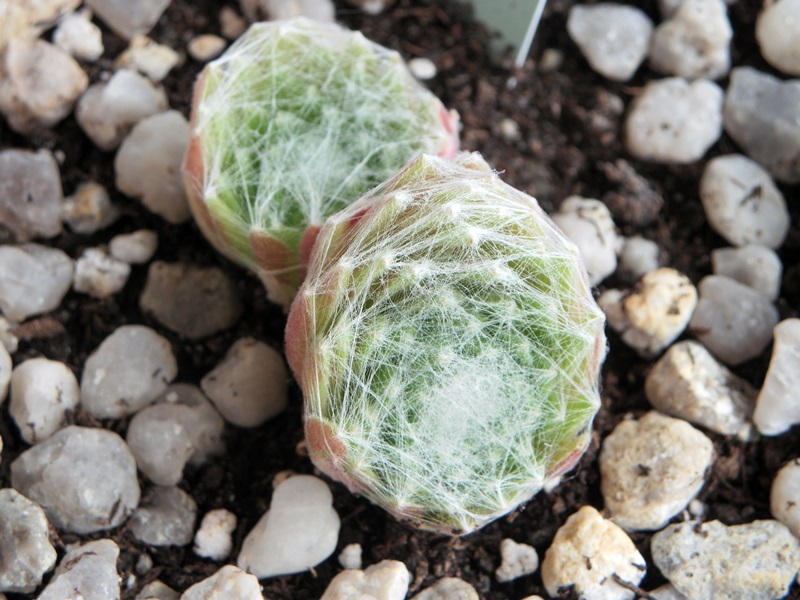 Pin Cushion
