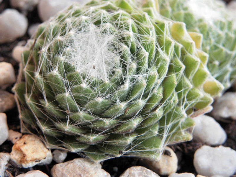 Pin Cushion