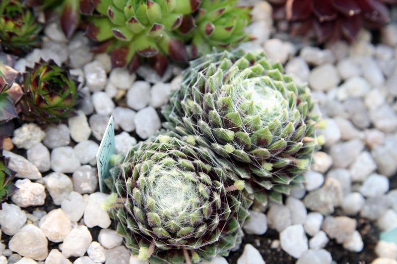 Pin Cushion