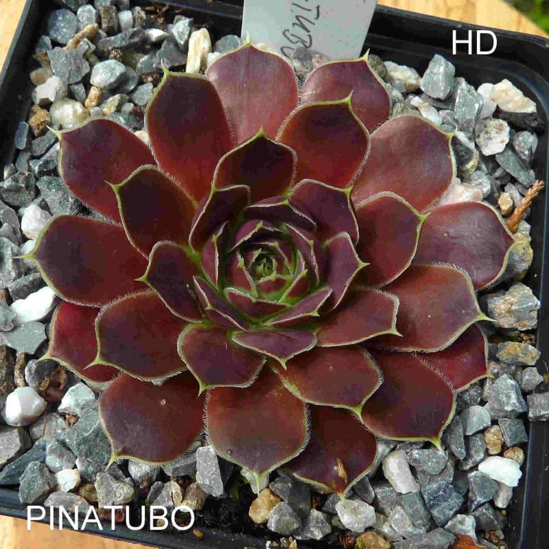 Pinatubo / Jovi