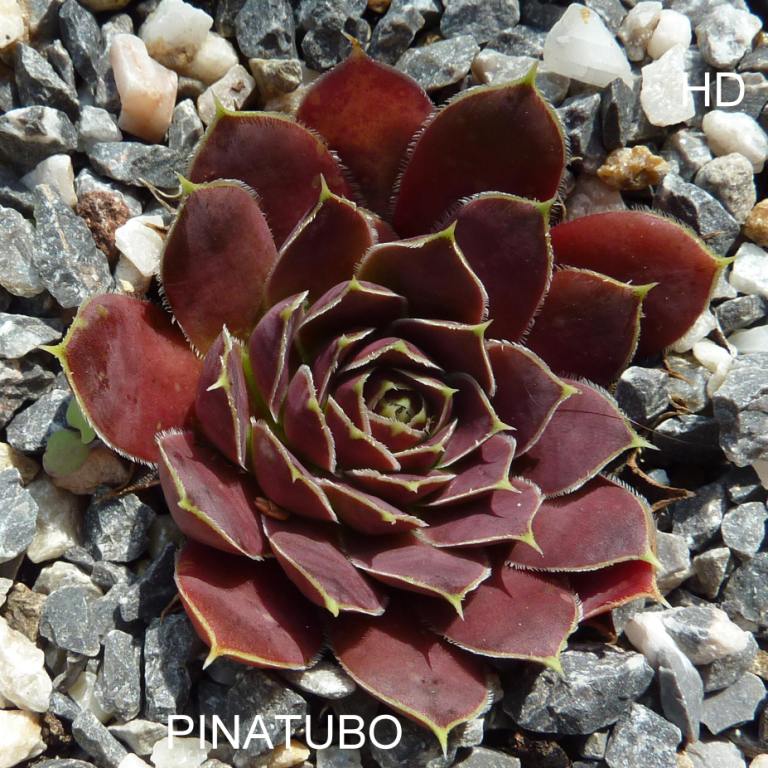 Pinatubo / Jovi
