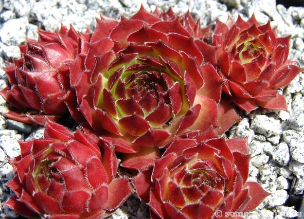 Pine Cone
