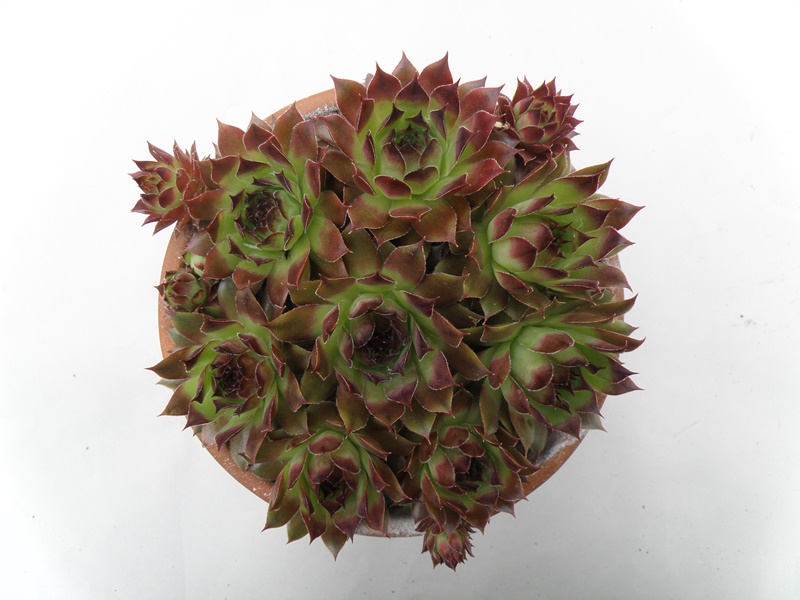 Pine Cone