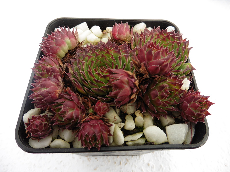 Pine Cone