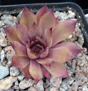 Pink Astrid