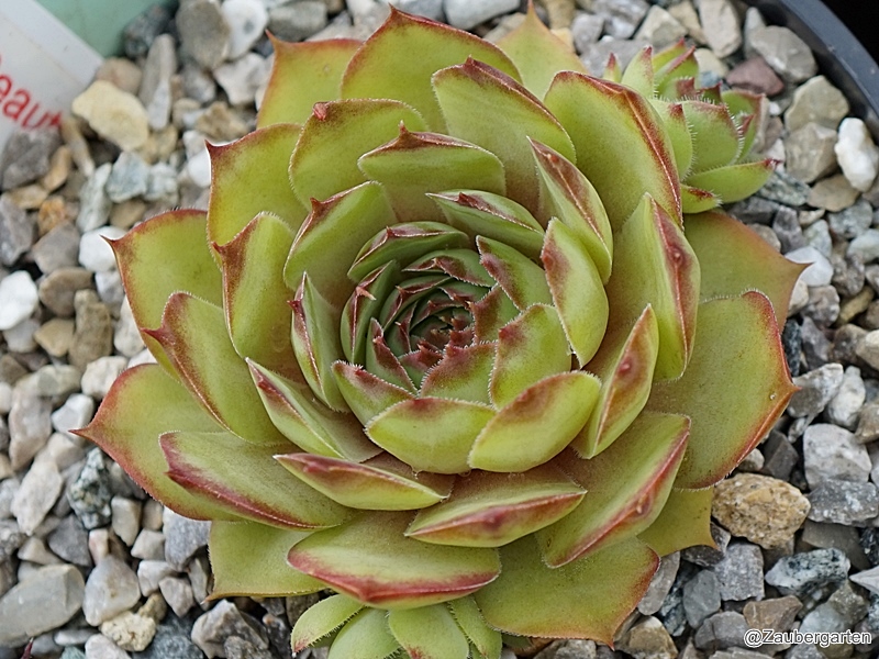 Pink Beauty