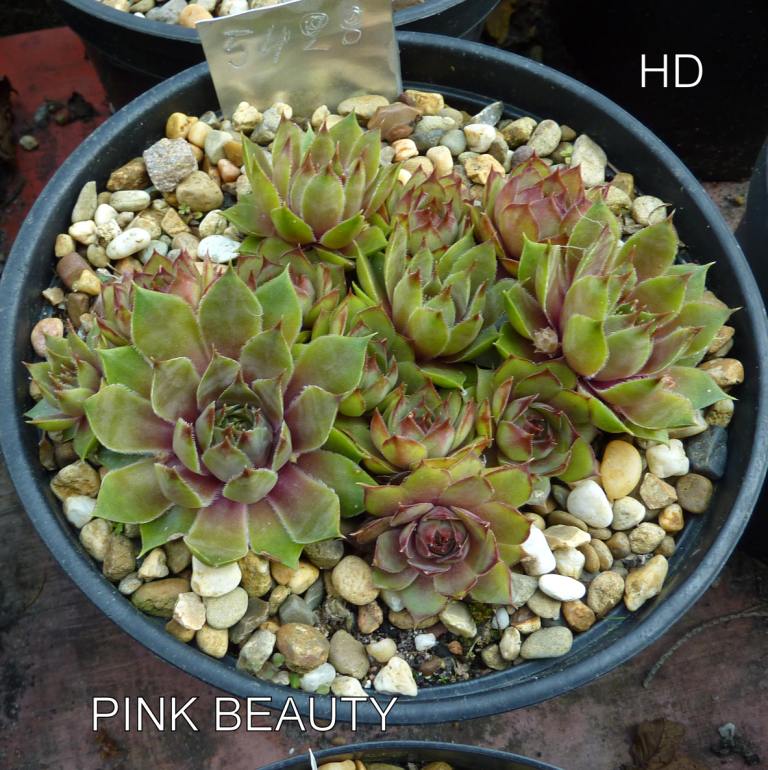 Pink Beauty