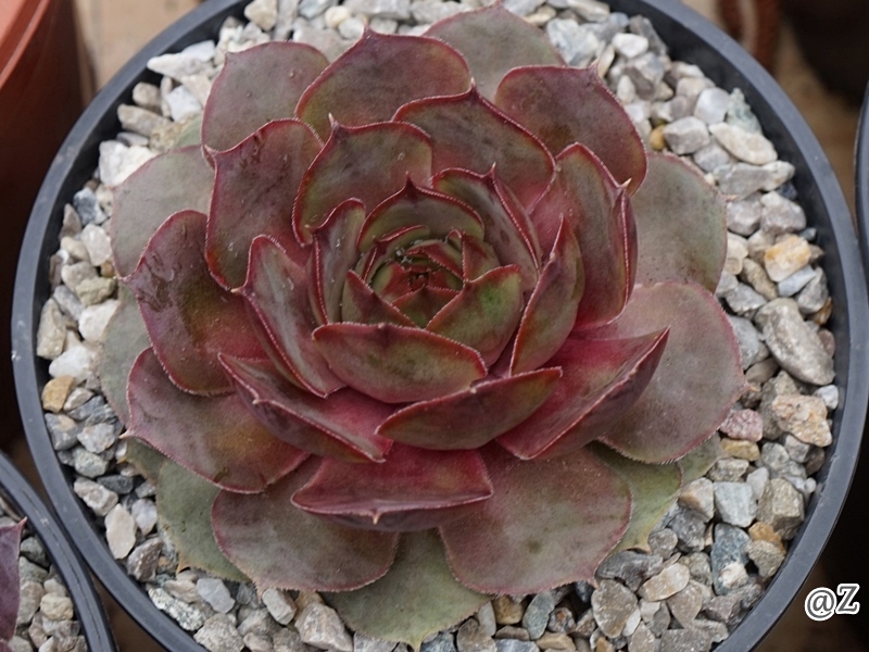 Pink Beauty