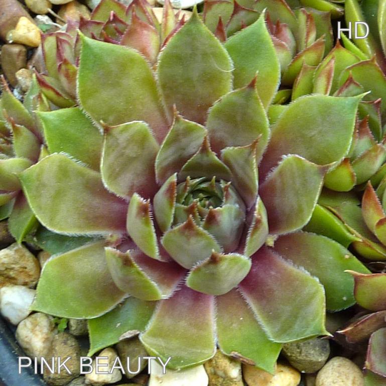 Pink Beauty