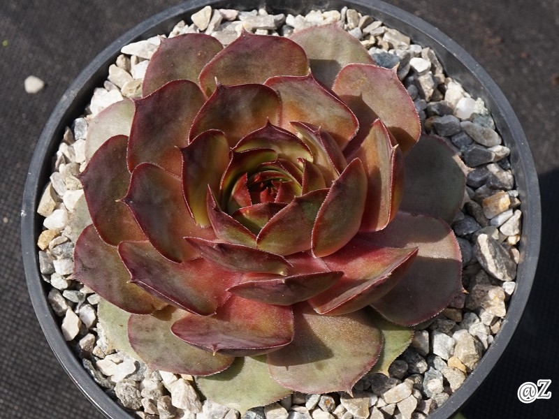 Pink Beauty