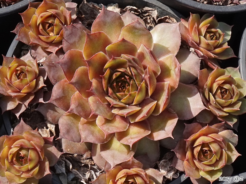 Pink Beauty