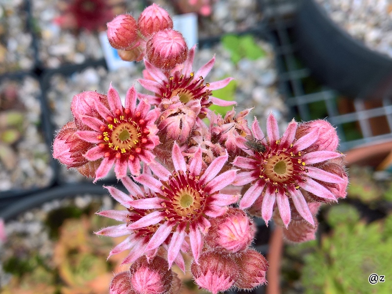 Pink Beauty