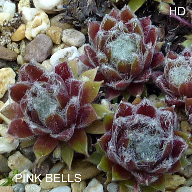 Pink Bells