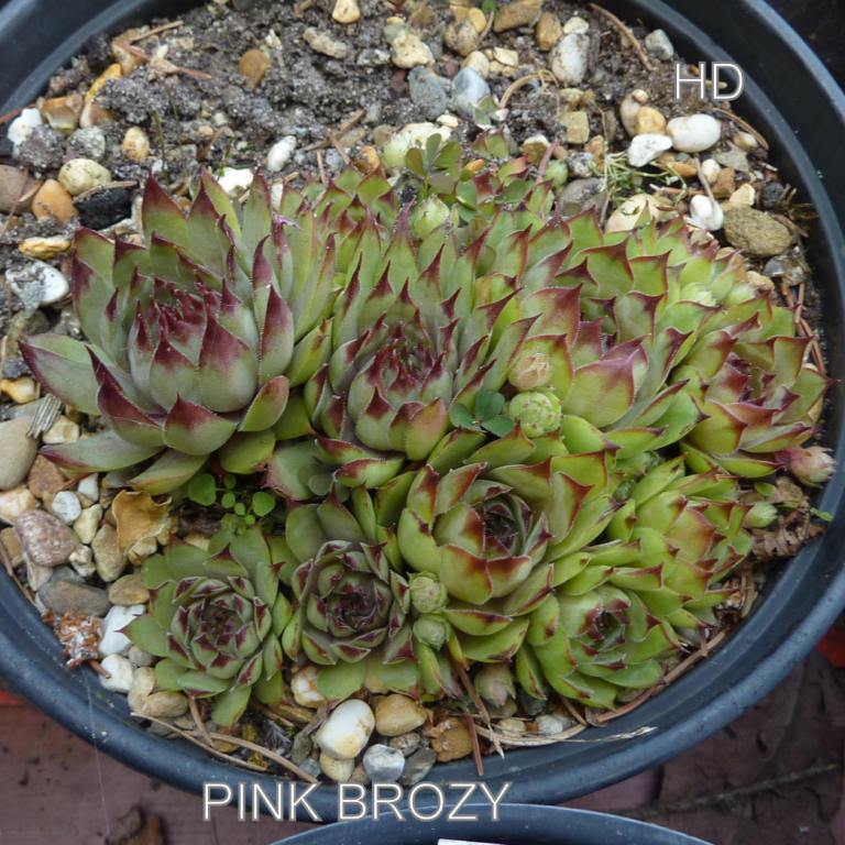 Pink Brozy