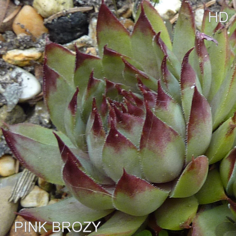 Pink Brozy
