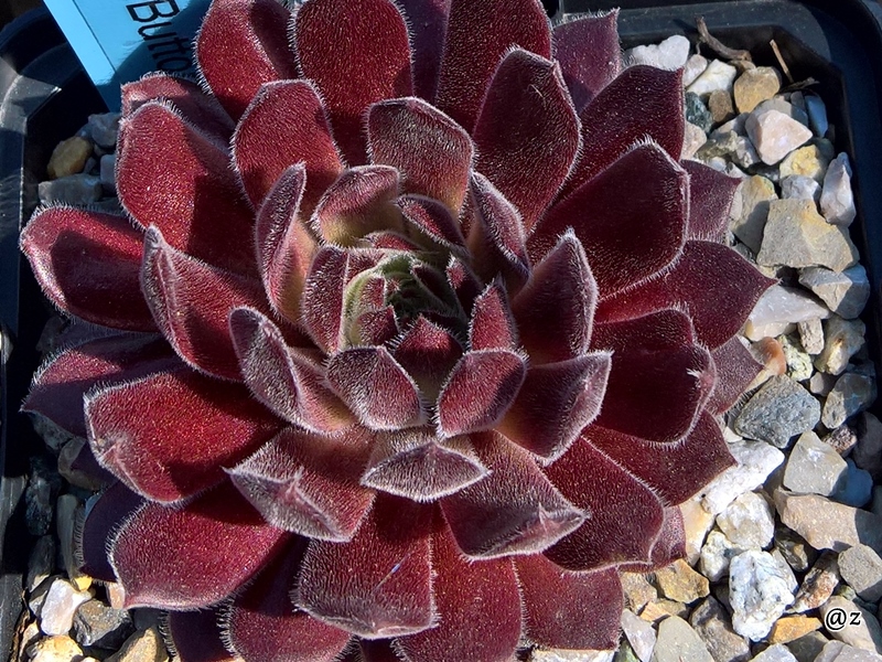 Pink Button