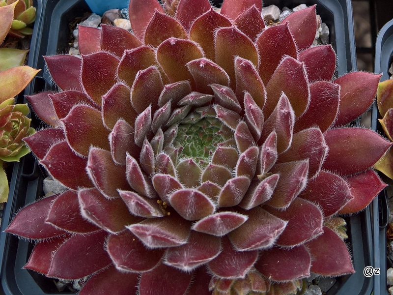 Pink Button