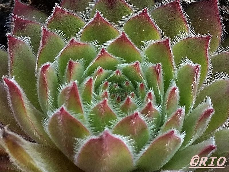Pink Button