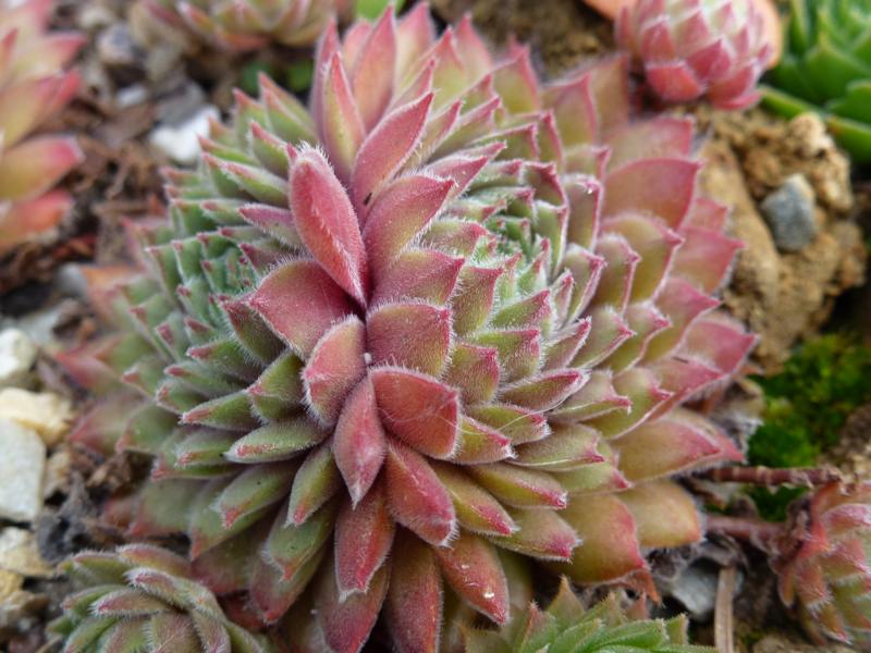 Pink Button
