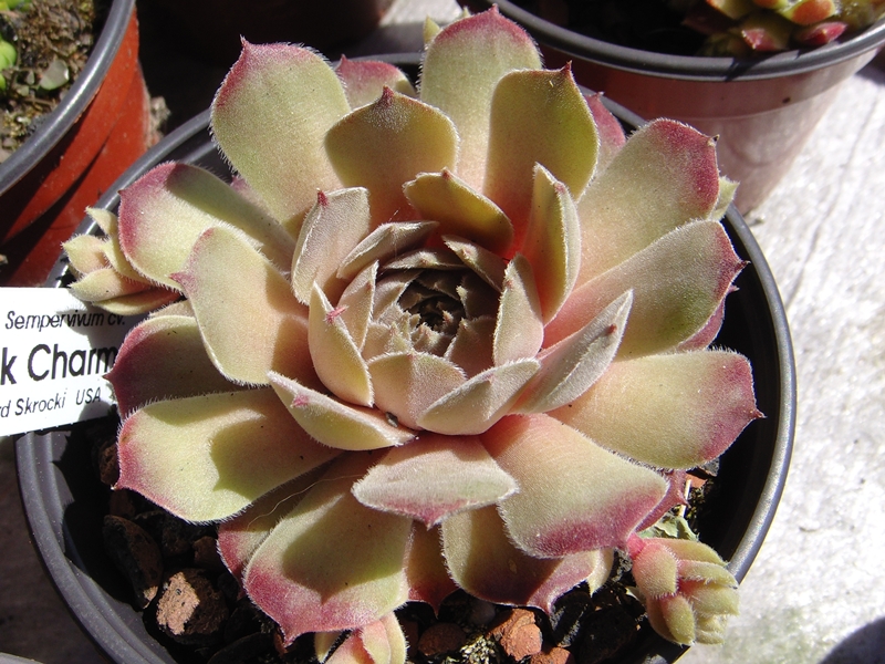 Pink Charm