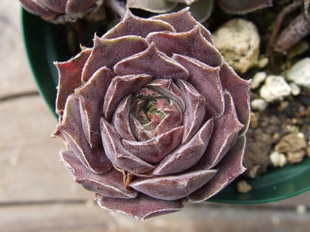 Pink Charm
