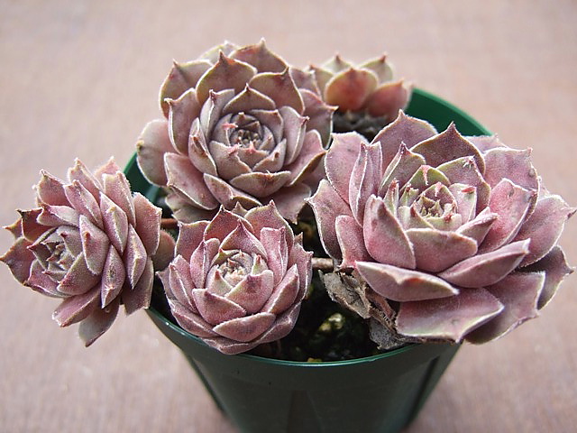 Pink Charm