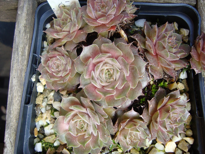 Pink Charm