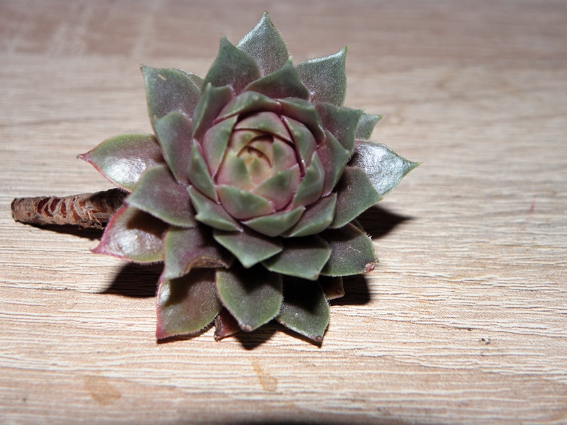 Pink Dazzler