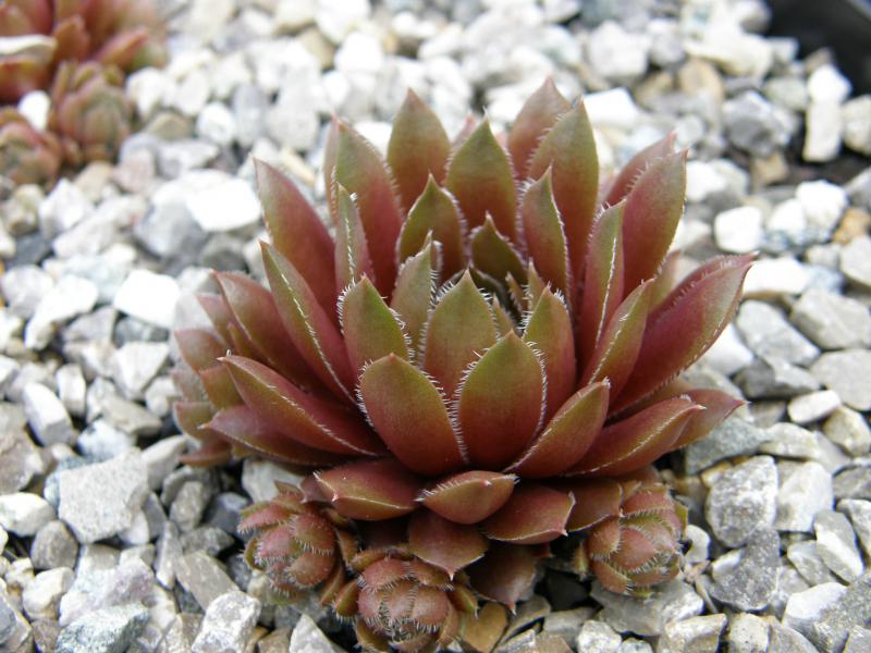 Pink Grapefruit