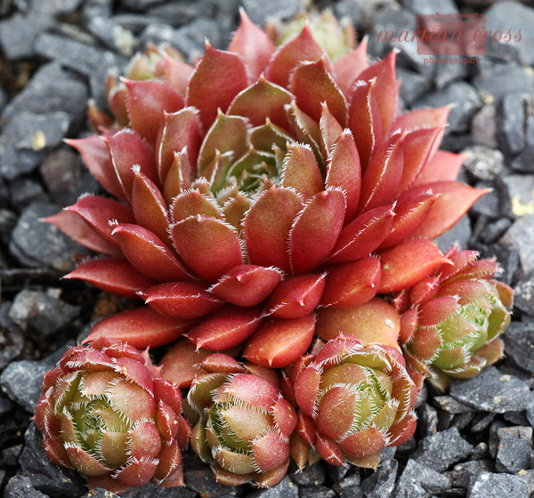 Pink Grapefruit